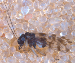 Propsocus pulchripennis