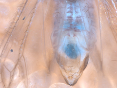 Philotarsus californicus