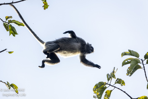 Trachypithecus cristatus