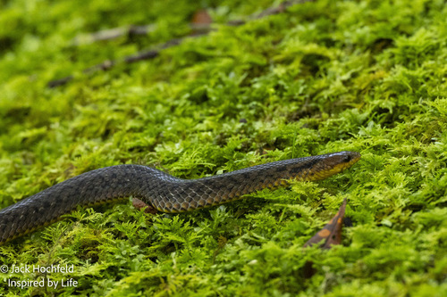 Kalimantan Burrowing Snake