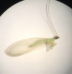 Chrysoperla pudica-group