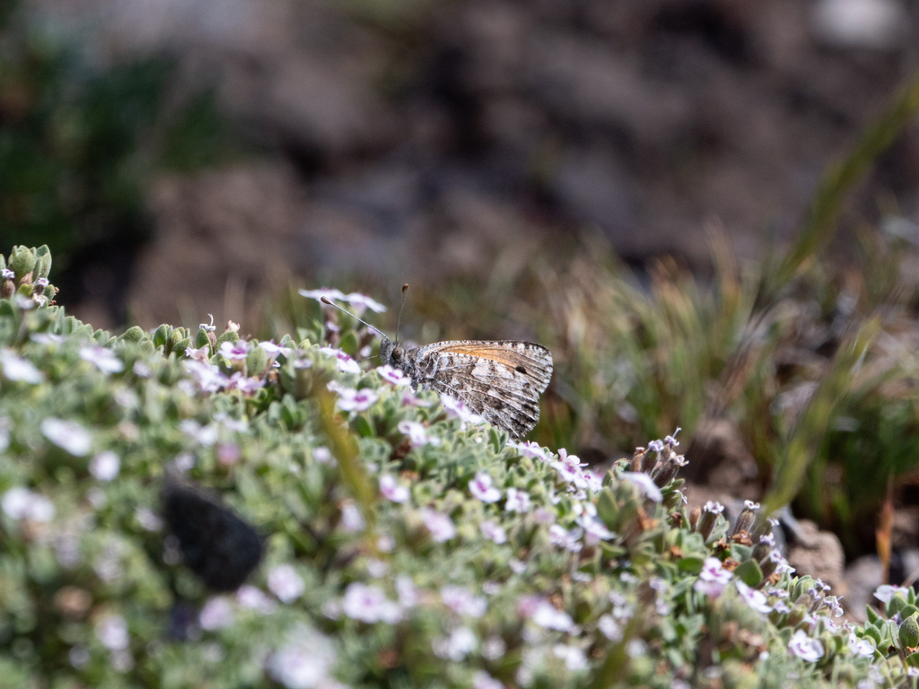 Argyrophorus antarcticus