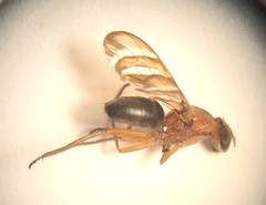Tritoxa incurva