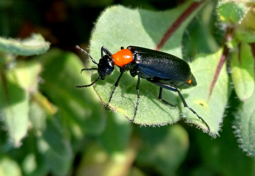 Pseudopyrota sanguinithorax