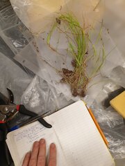 Carex tenera, photograph author not stated, no rights reserved