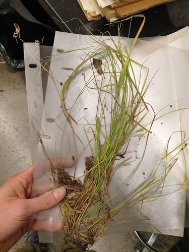 Carex tenera, photograph 5