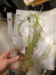 Carex tenera, photograph author not stated, no rights reserved