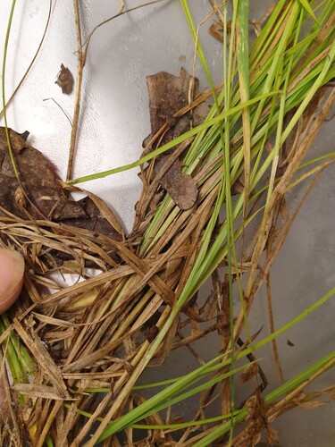 Carex tenera, photograph 2
