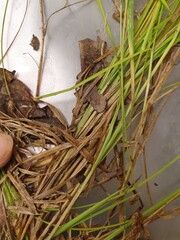 Carex tenera, photograph author not stated, no rights reserved