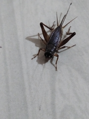 Orthoptera