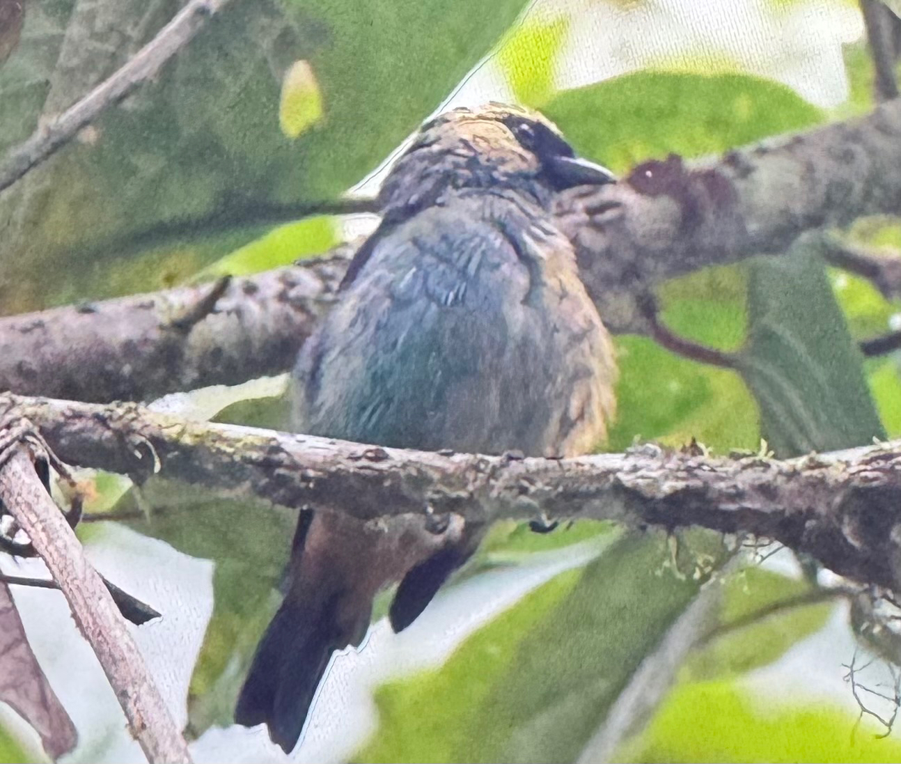 Metallic-green Tanager illustration