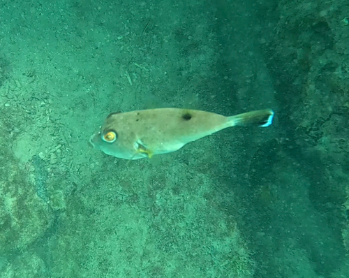 Narrow-headed puffer (Sphoeroides angusticeps) — Tetraodontidae — 5