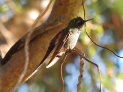 Sappho sparganurus