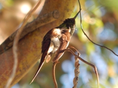 Sappho sparganurus