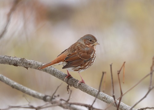 Fox Sparrow, Strathroy, ON, Canada, photo 8 of 10