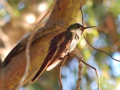 Sappho sparganurus
