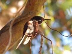 Sappho sparganurus