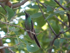Sappho sparganurus
