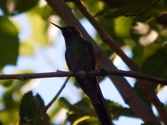 Sappho sparganurus