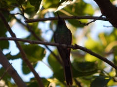 Sappho sparganurus