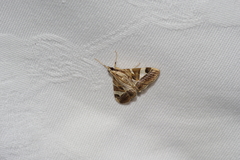 Agrioglypta fulguralis