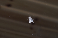 Bryophilina mollicula