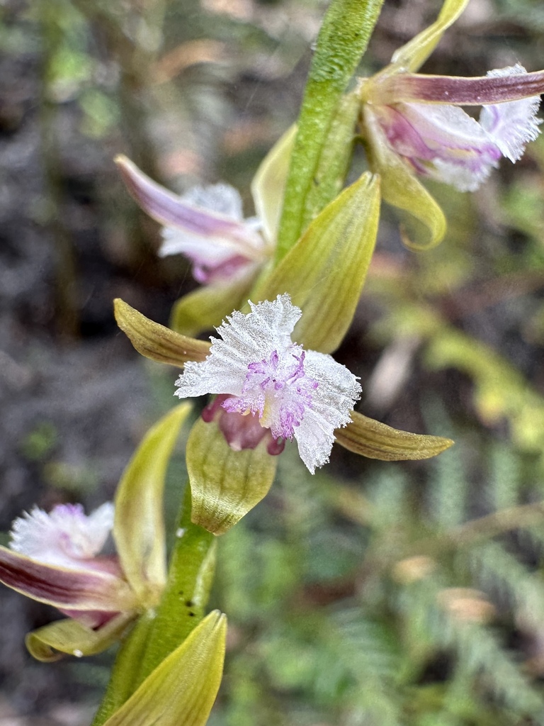 Prasophyllum fimbria