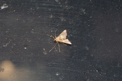 Endotricha olivacealis