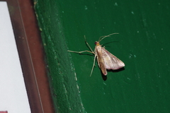 Endotricha olivacealis