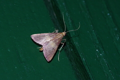 Endotricha olivacealis