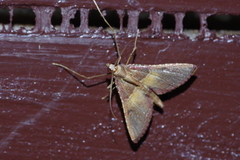 Endotricha olivacealis