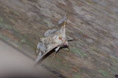 Canaea ryukyuensis