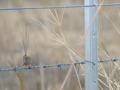 Stipiturus malachurus