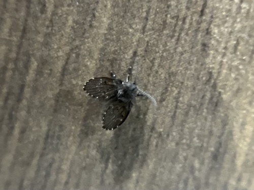 Unknown species found near Massachusetts Ave, New Port Richey, FL, US