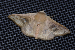Canaea ryukyuensis