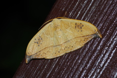 Callidrepana hirayamai