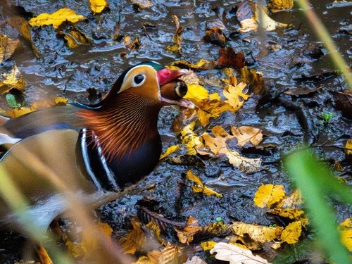Pato mandarín (Aix galericulata)