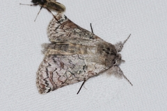 Macrobarasa xantholopha