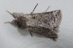 Macrobarasa xantholopha