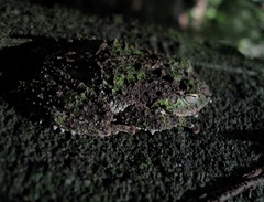 Pseudophilautus cavirostris