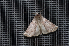 Macrobarasa xantholopha