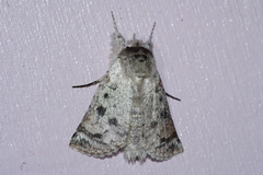 Macrobarasa xantholopha