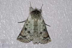 Macrobarasa xantholopha