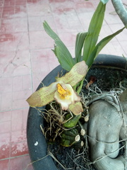 Lycaste deppei