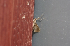 Piletocera aegimiusalis