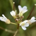 Japanese Bittercress - Photo (c) Norio Nomura, some rights reserved (CC BY-SA), uploaded by Norio Nomura