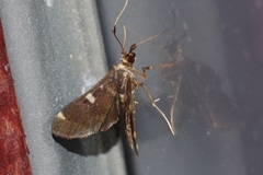 Piletocera aegimiusalis