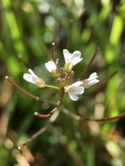 Cardamine scutata
