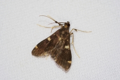 Piletocera aegimiusalis