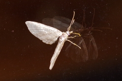 Eupithecia kuroshio